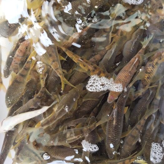 乳源县淡水石斑  山坑溪石斑鱼 (活鱼)
