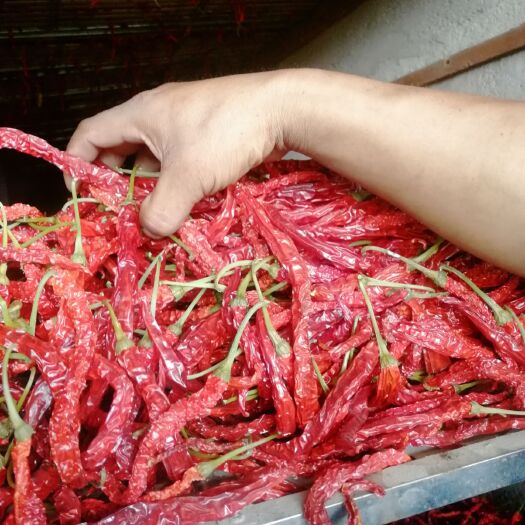 福泉市二荆条干辣椒  山里种的绿色无公害辣椒上市有需要的老板联系