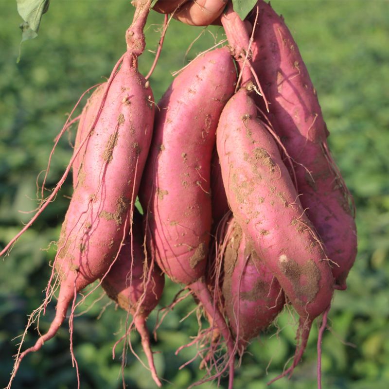 豫薯  十亩板栗小香薯红薯 欢迎代办电商商超前来合作