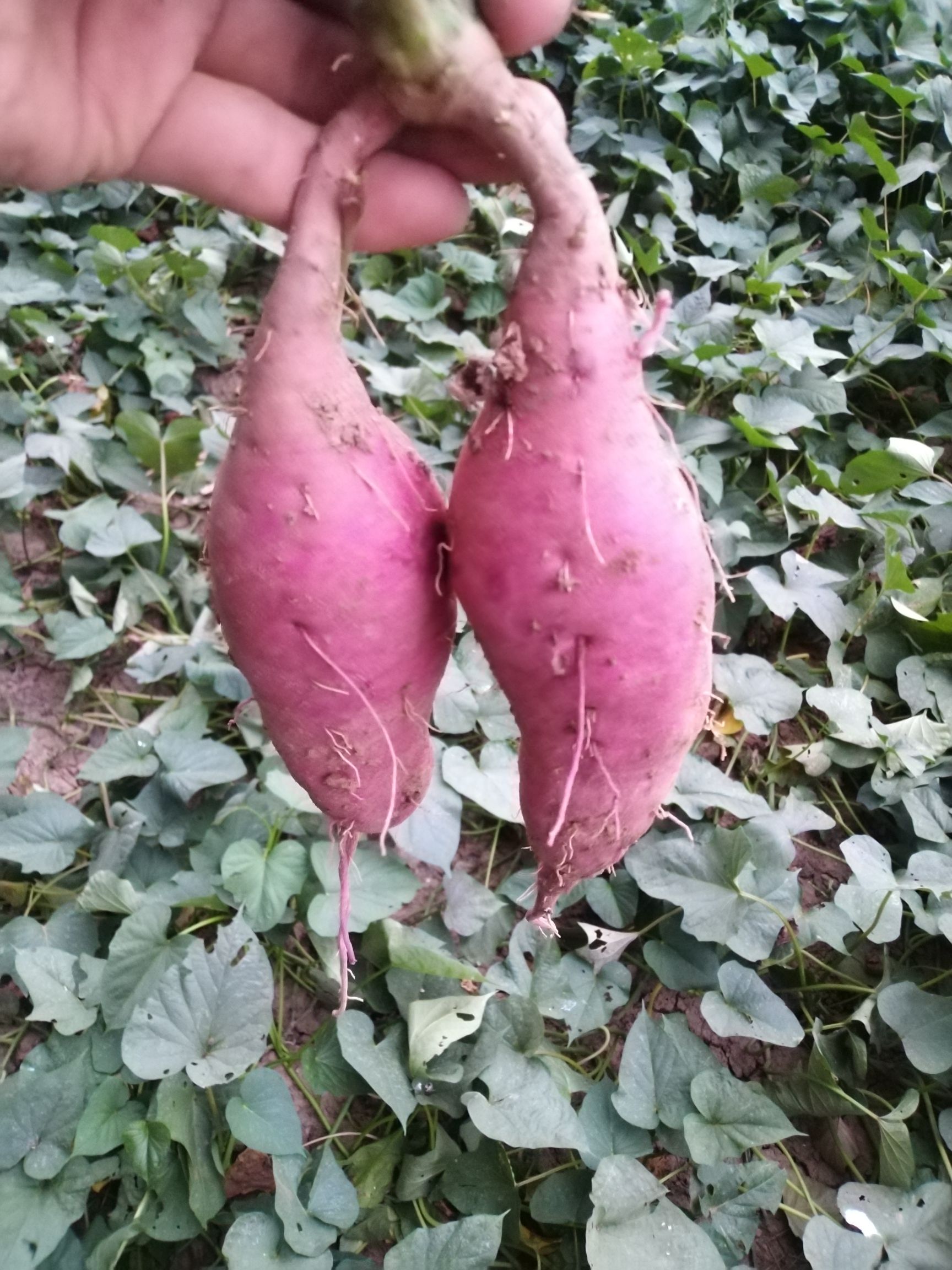 豫薯  十亩板栗小香薯红薯 欢迎代办电商商超前来合作