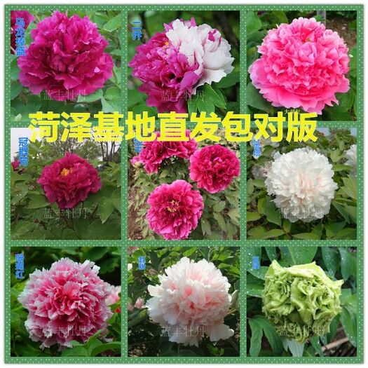 菏泽菏泽正宗观赏牡丹花苗5亩清地价出售售完为止1年2年3年苗