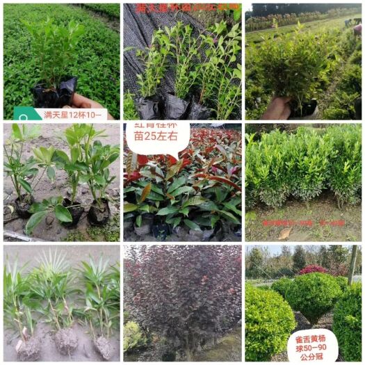 成都 满天星，鸭脚木，棕竹，黄杨