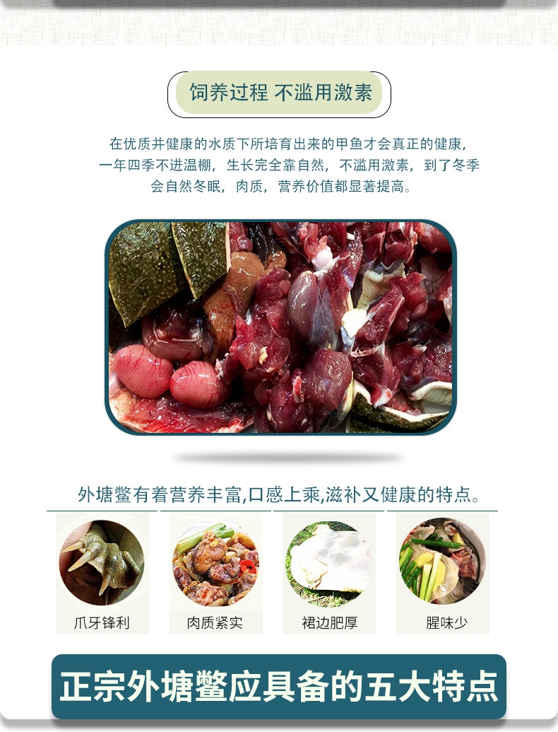 生态甲鱼  外塘生态老甲鱼包邮货到死亡包赔