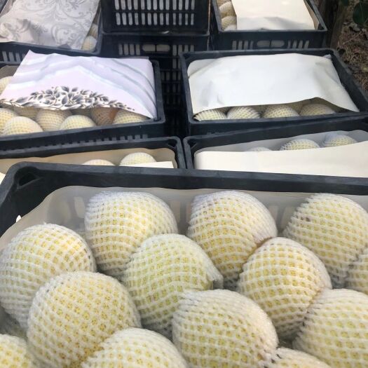 砀山县 砀山酥梨