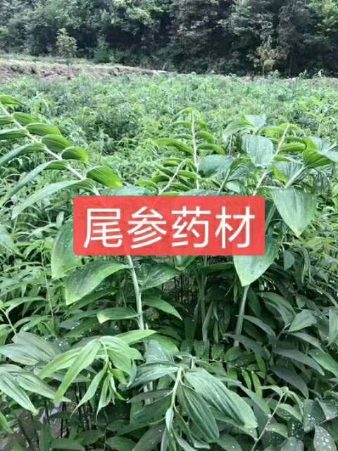 花垣县湘玉竹  高山地区玉竹尾参货源地吉首花垣县雅酉镇客运站旁边童先俭