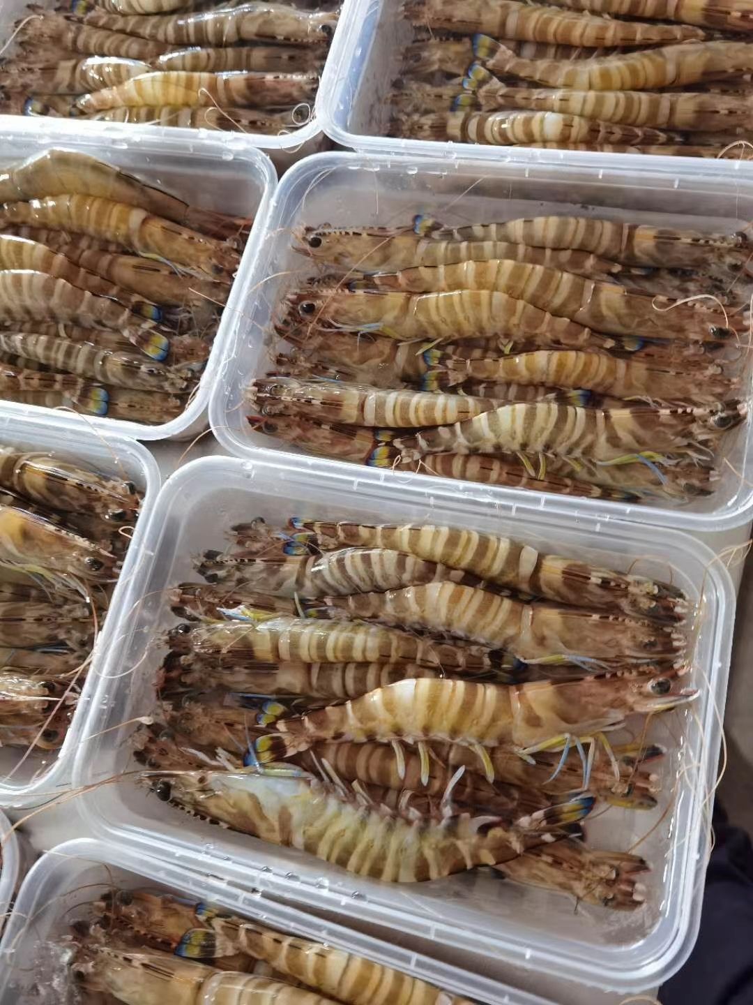  蓝尾花虾[得意][得意]海鲜批发，零售