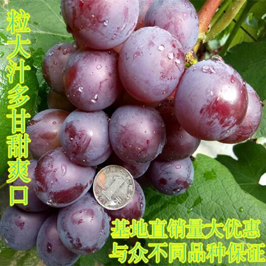 平邑县巨峰葡萄苗  葡萄苗蓝宝石，阳光玫瑰，巨峰，葡萄苗基地正品包邮基地直发