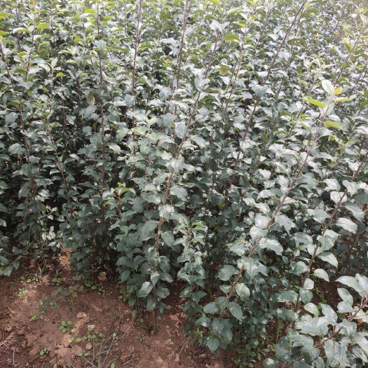 昭通红富士苹果苗  大量出售苹果苗，量大从优，价格美丽，需要的联系