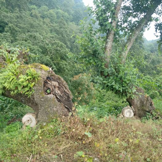 昌宁县土蜂蜜  农家散养土蜂春密