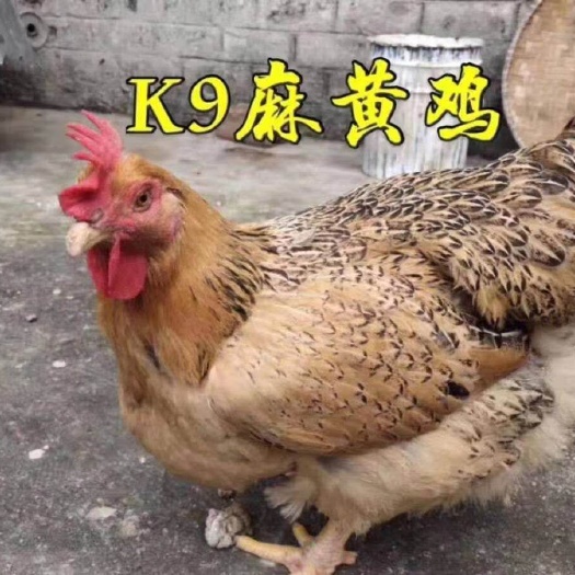 南宁K9鸡苗  批发K9、882新广901，全国包邮，包疫苗，量大优惠