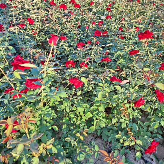 月季花、陕西月季、月季杯苗、大花月季花低价供苗