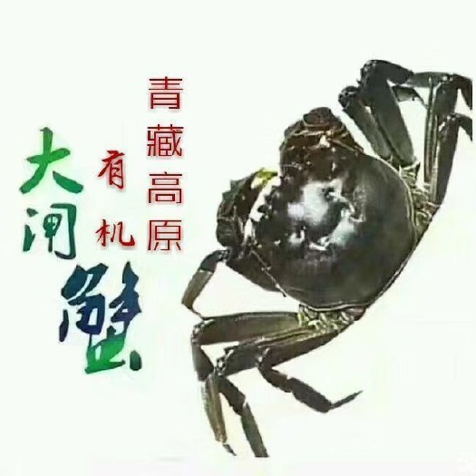 生态大闸蟹 高原有机大闸