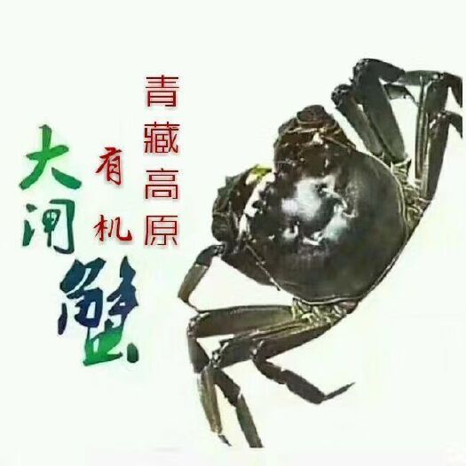 德令哈市生态大闸蟹 高原有机大闸