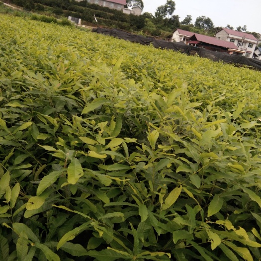南昌县蒙古栎 