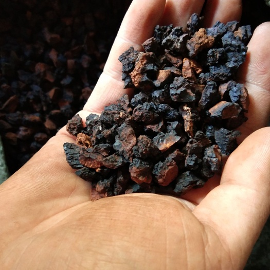 牡丹江俄罗斯桦树茸  黑金颗粒