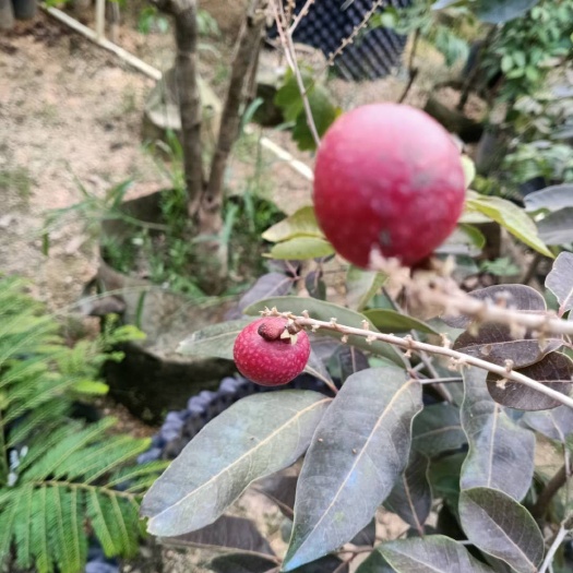 普宁市红壳龙眼苗 