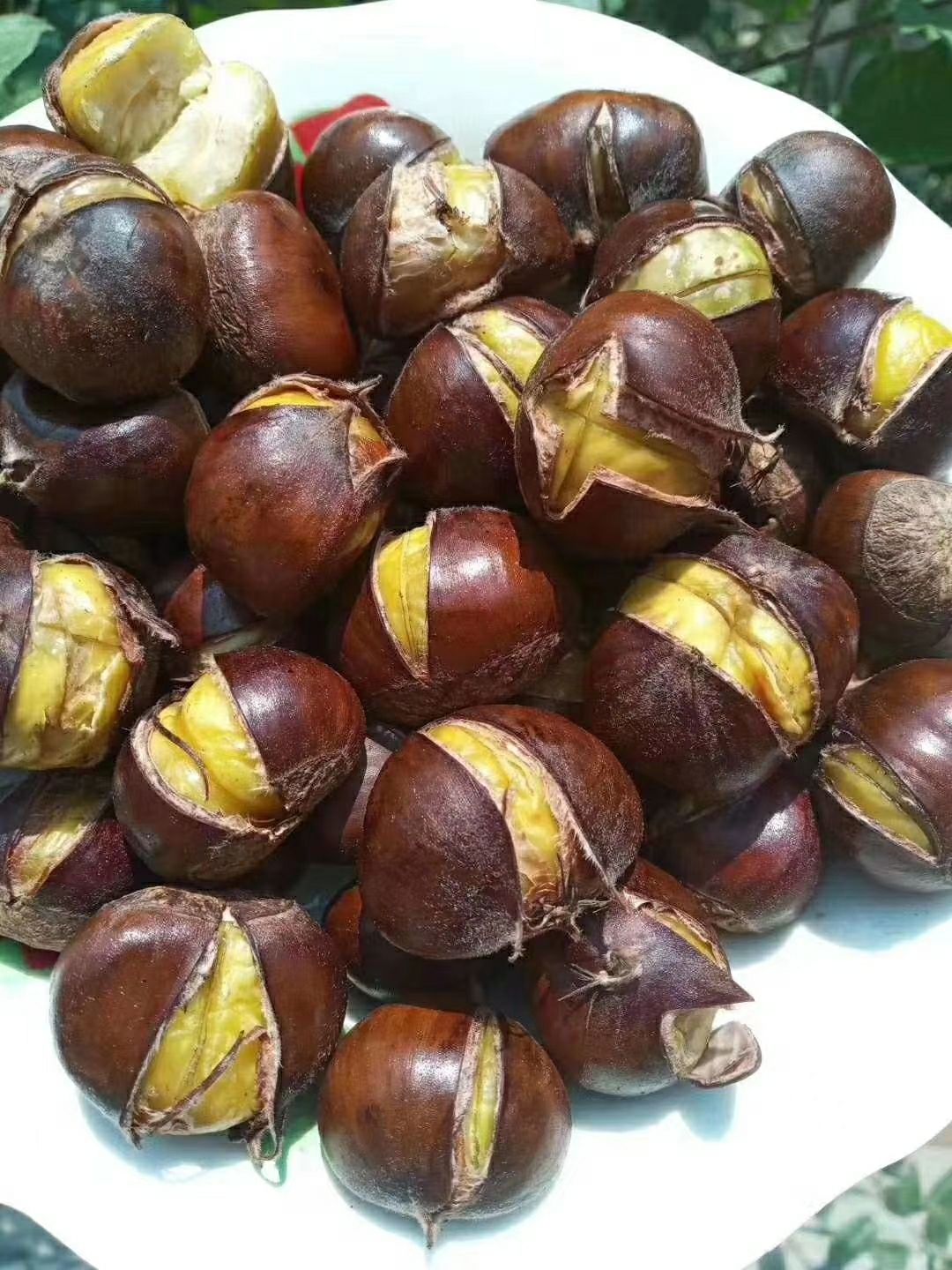 山东油栗 沂蒙山板栗纯绿色食品，口感香糯甜！欢迎品尝