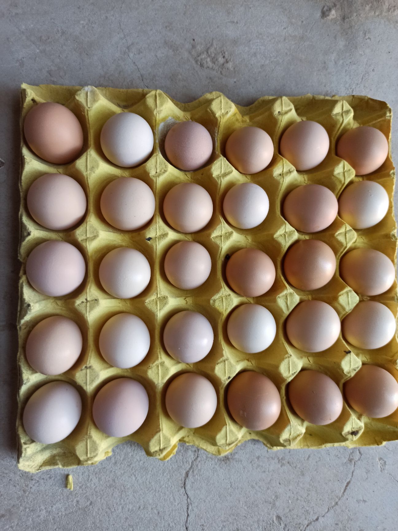 农大5号鸡蛋鲜鸡蛋