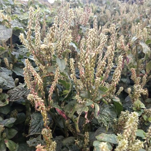 出售新产牛膝籽 牛膝种子 怀牛膝 一年生 春夏种植
