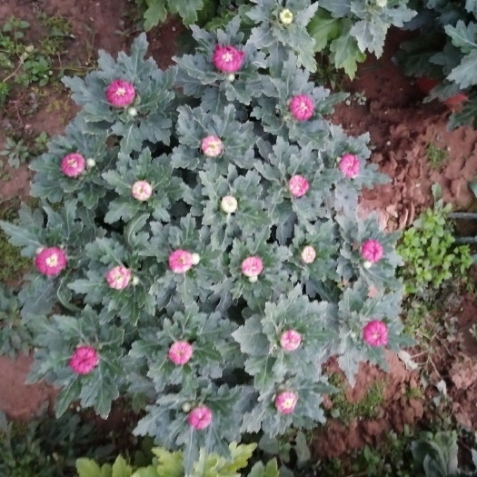 黄菊  菊花