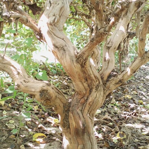 四季金银花苗 金银花老桩盆景桩