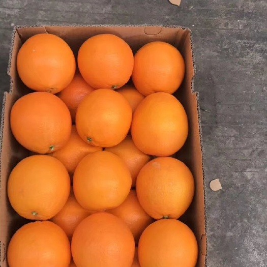 常德 纽荷尔脐橙苗基地直供 千思农林脐橙品种齐全售后无忧