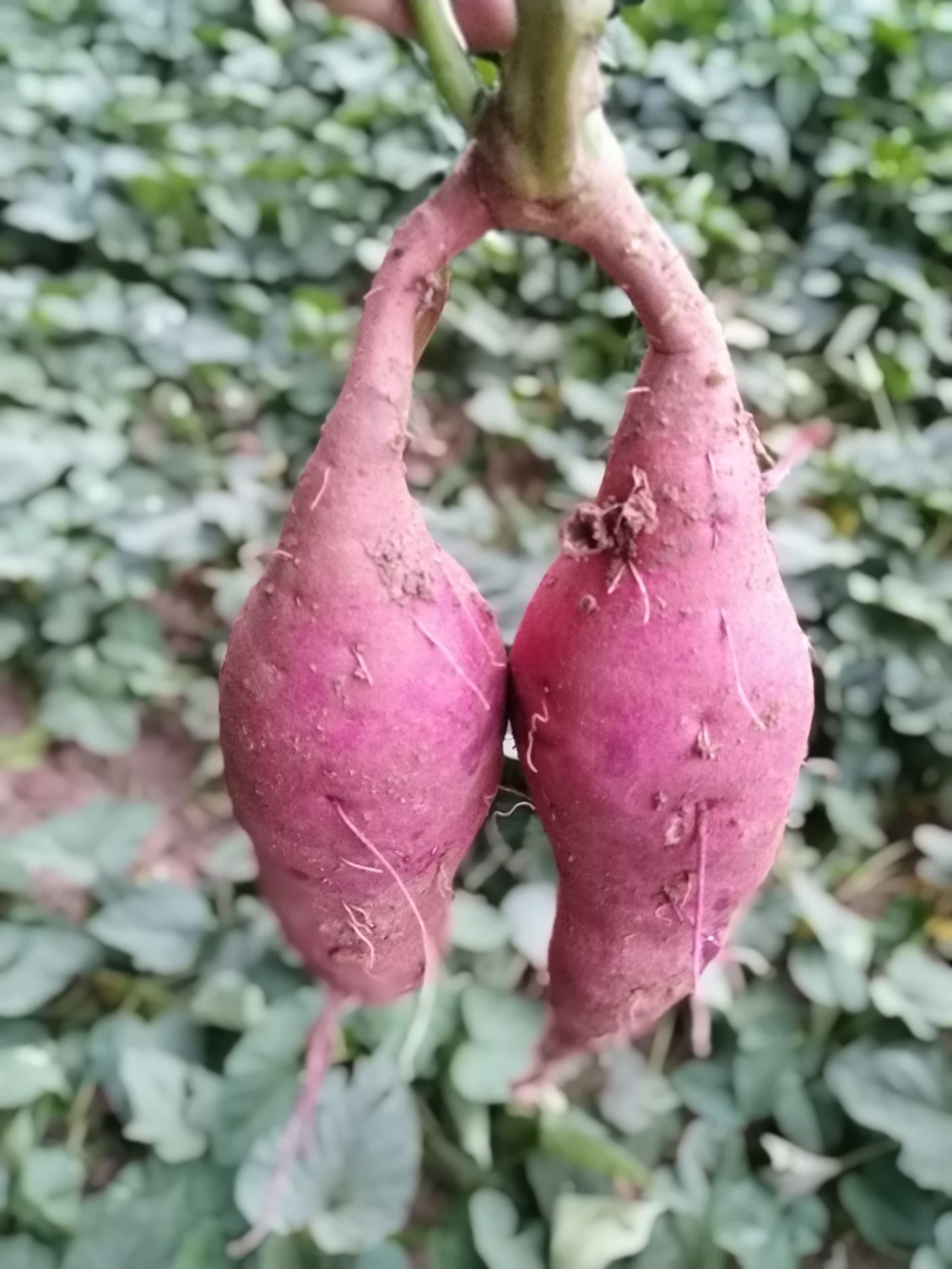 豫薯  十亩板栗小香薯红薯 欢迎代办电商商超前来合作