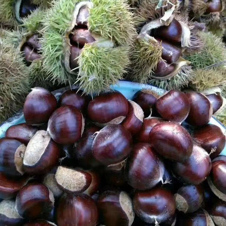 山东油栗 沂蒙山板栗纯绿色食品，口感香糯甜！欢迎品尝