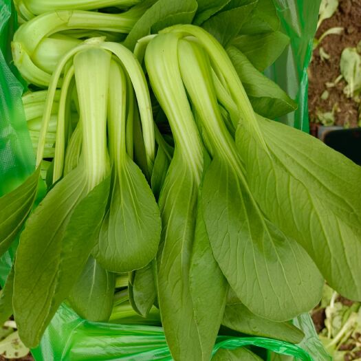 沈阳北方小油菜 