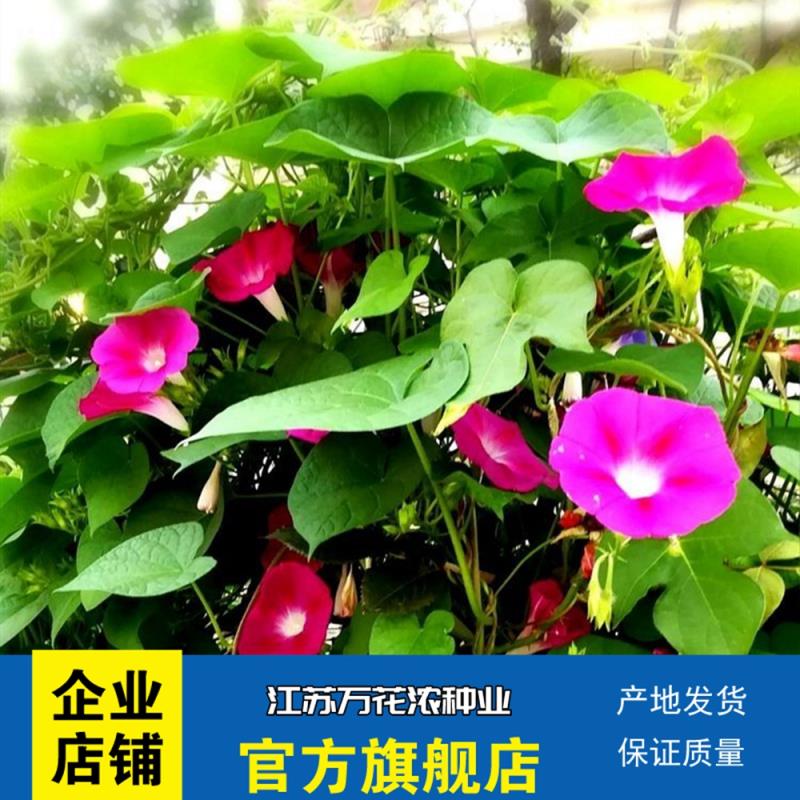 沭阳县牵牛花种子爬山虎种孑爬藤爬墙花卉混色开花不断盆栽四季易播种