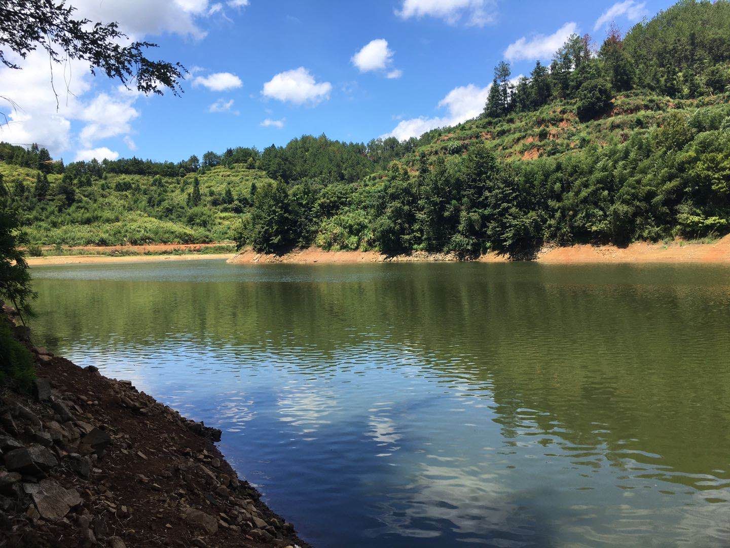 脆肉罗非鱼 江西水库养殖的罗非鱼，规格在1斤2两-1斤6两