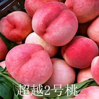 平邑县嫁接桃树苗  桃树苗早熟品种突围，超越，黄金系列桃品种苗基地直发签约包邮
