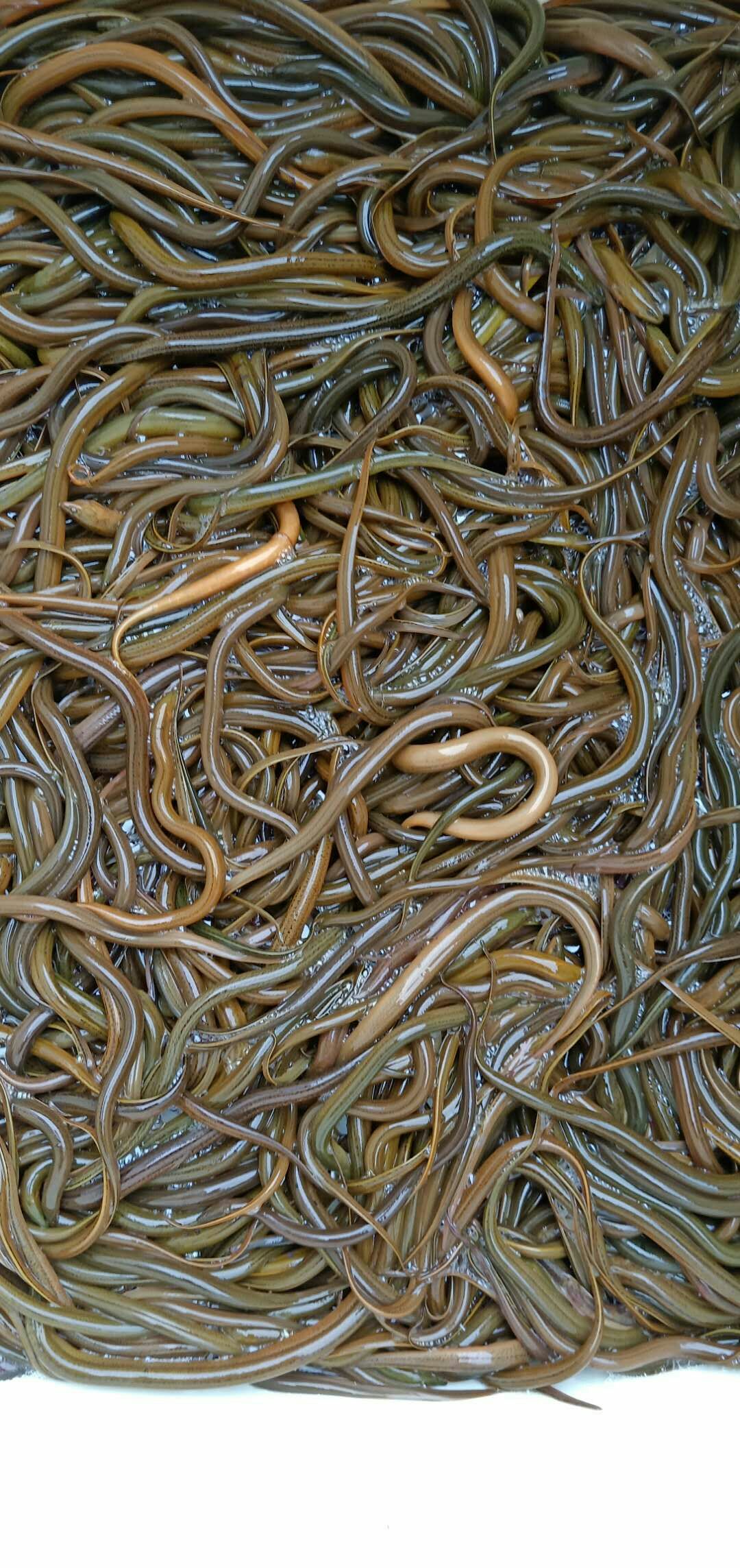 黄鳝苗