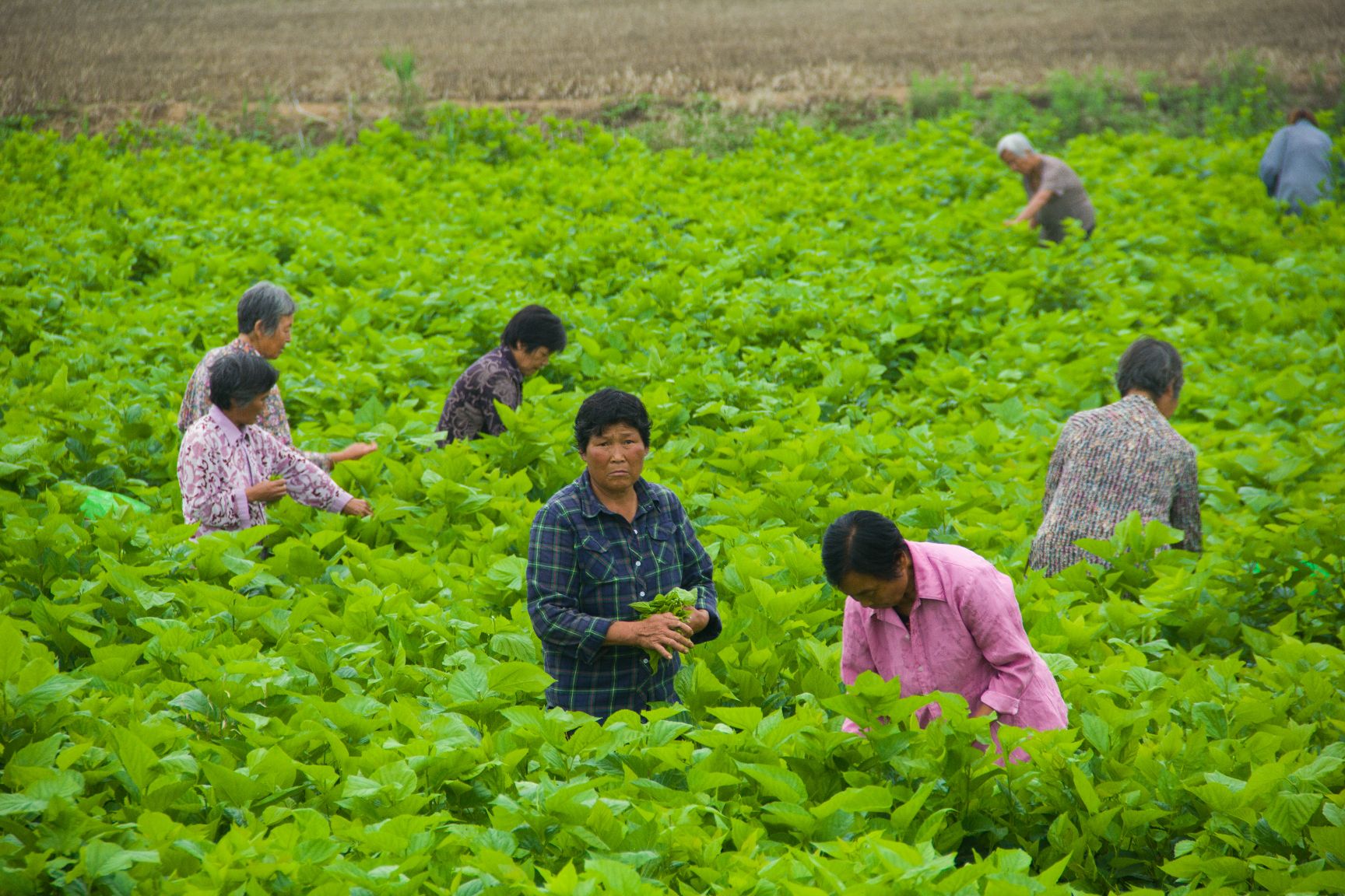 杨树枝 桑树枝