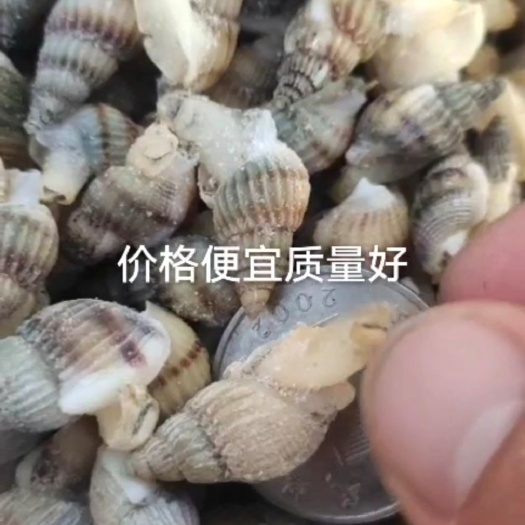 海瓜子  冻品海螺丝 海锥 海丁 海沙
