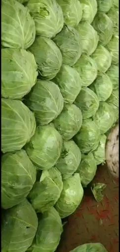 中甘21 张北精品甘蓝，量大货优！！