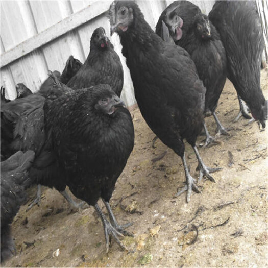 衡阳五黑鸡苗  厂家直销五黑绿壳蛋鸡脱温苗黑乌鸡青苗鸡五黑一绿架子鸡