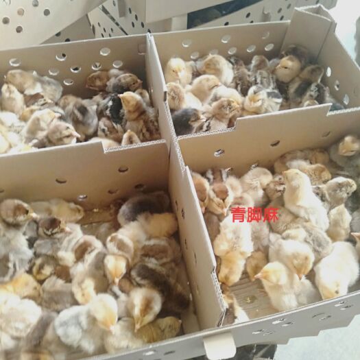 南宁 青脚麻鸡苗 易养殖好管理成品鸡可达到9斤 肉质鲜美 欢迎选购