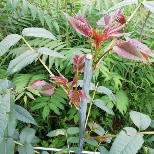 玉溪紫香椿芽  精品红油紫椿(最嫩最香的紫椿)种植规模大 供应及时