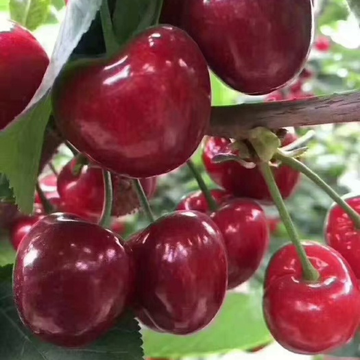 甜樱桃苗  红妃嫁接樱桃苗自家基地现挖现发保湿发货包结果