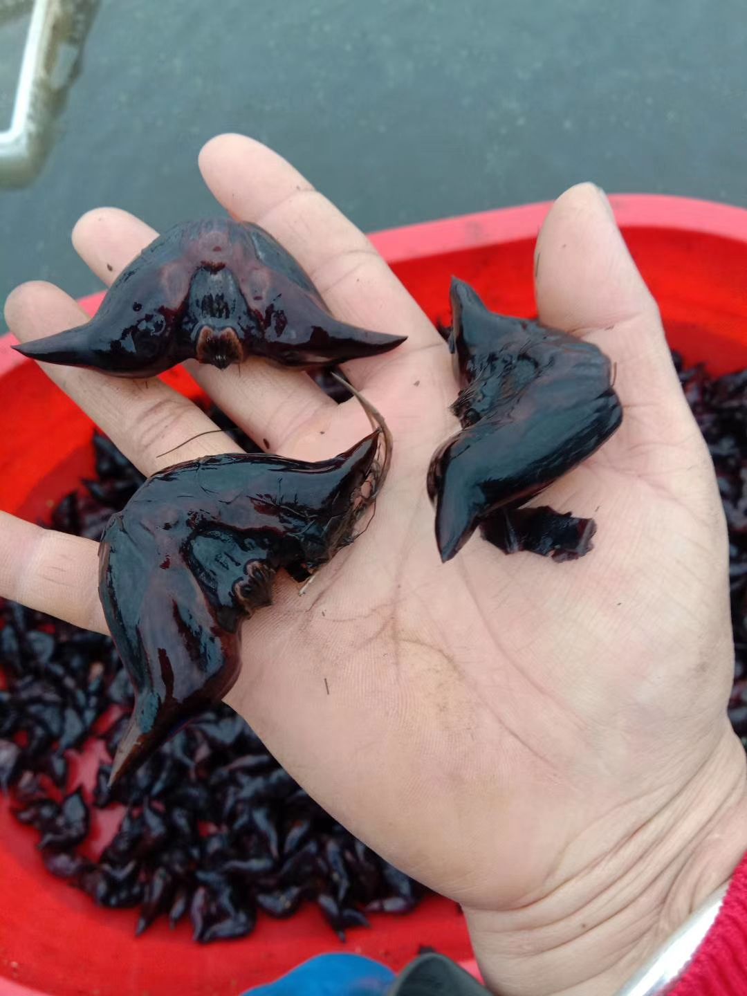 菱角种苗  高产菱角种 红菱角苗种 青菱角种  高产大菱角种子 红菱角种