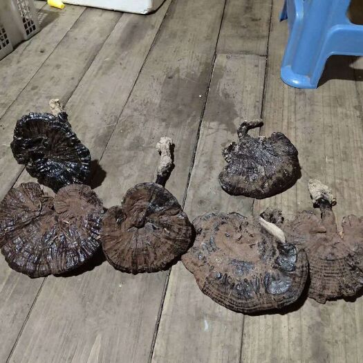 剑河县刚刚山上采到灵芝