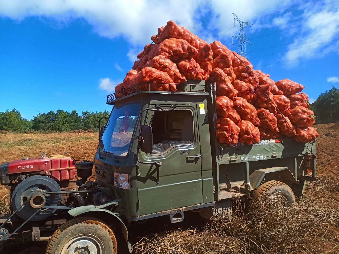 丽薯6号种薯  丽薯六号土豆，种子纯度高，也可当菜薯，质量好