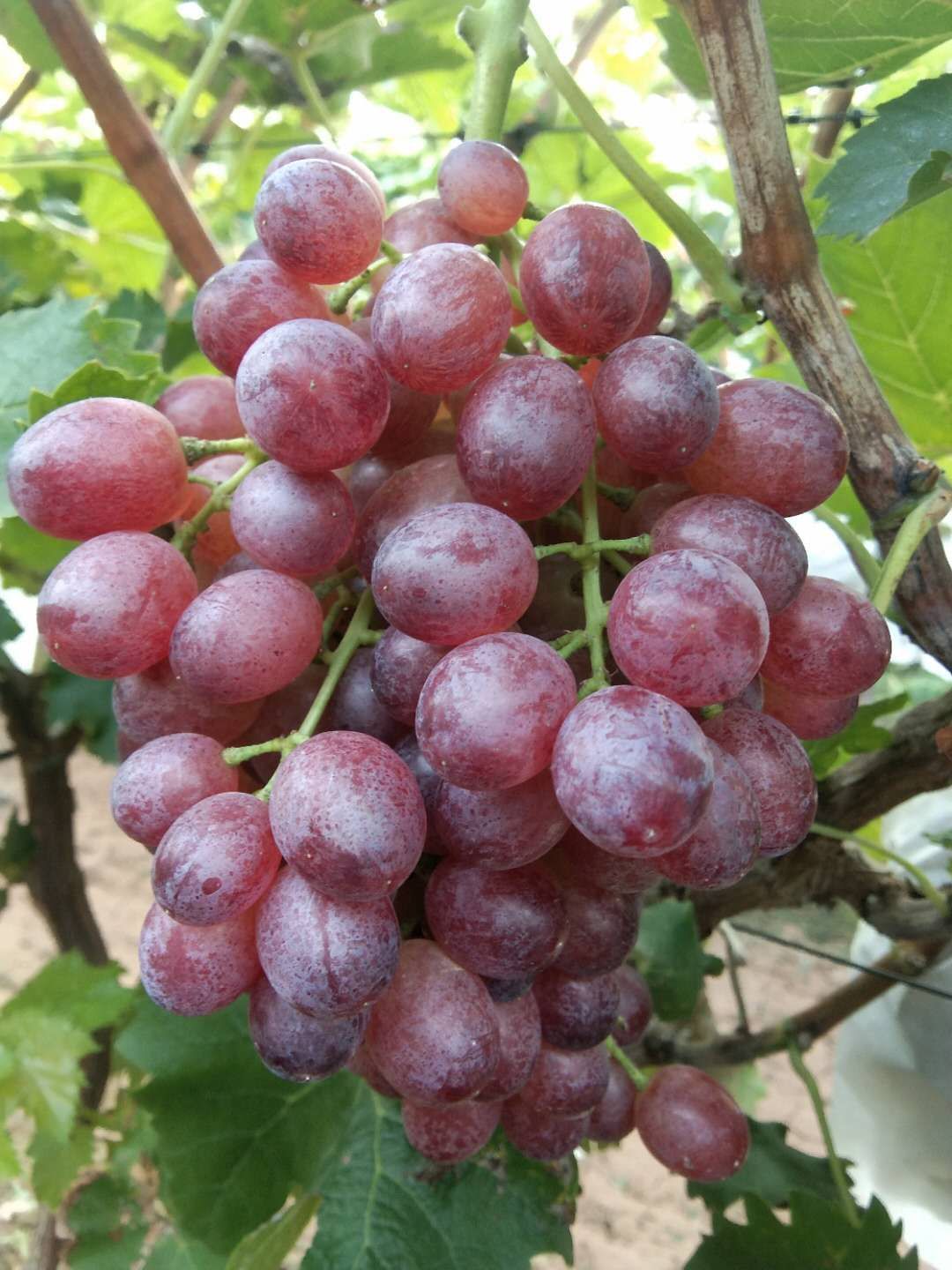 红宝石葡萄  红宝石大量上市