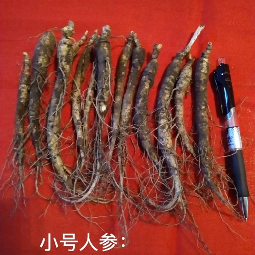 巴彦县种植参  ：西洋参具有抗溃疡、、安神、增强记忆力等作用，