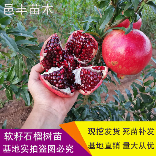平邑县黑籽石榴树苗  黑籽石榴苗 黑玛瑙软籽石榴树苗 突尼斯 特大果 基地直供