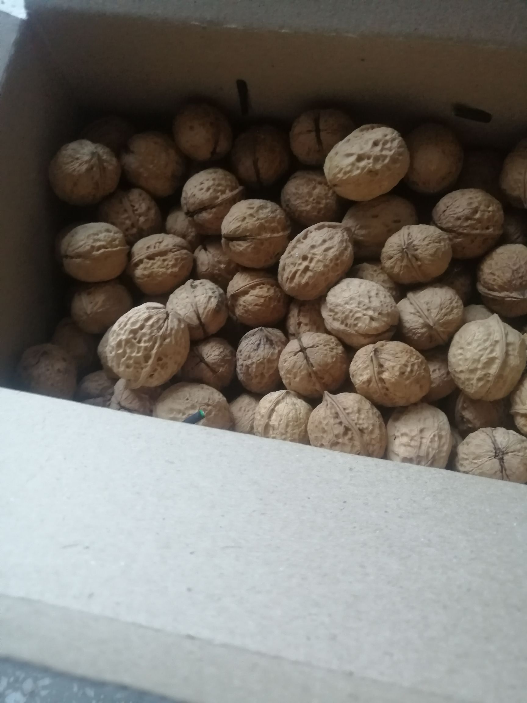 薄皮核桃 26~30mm 袋装 6-12个月 