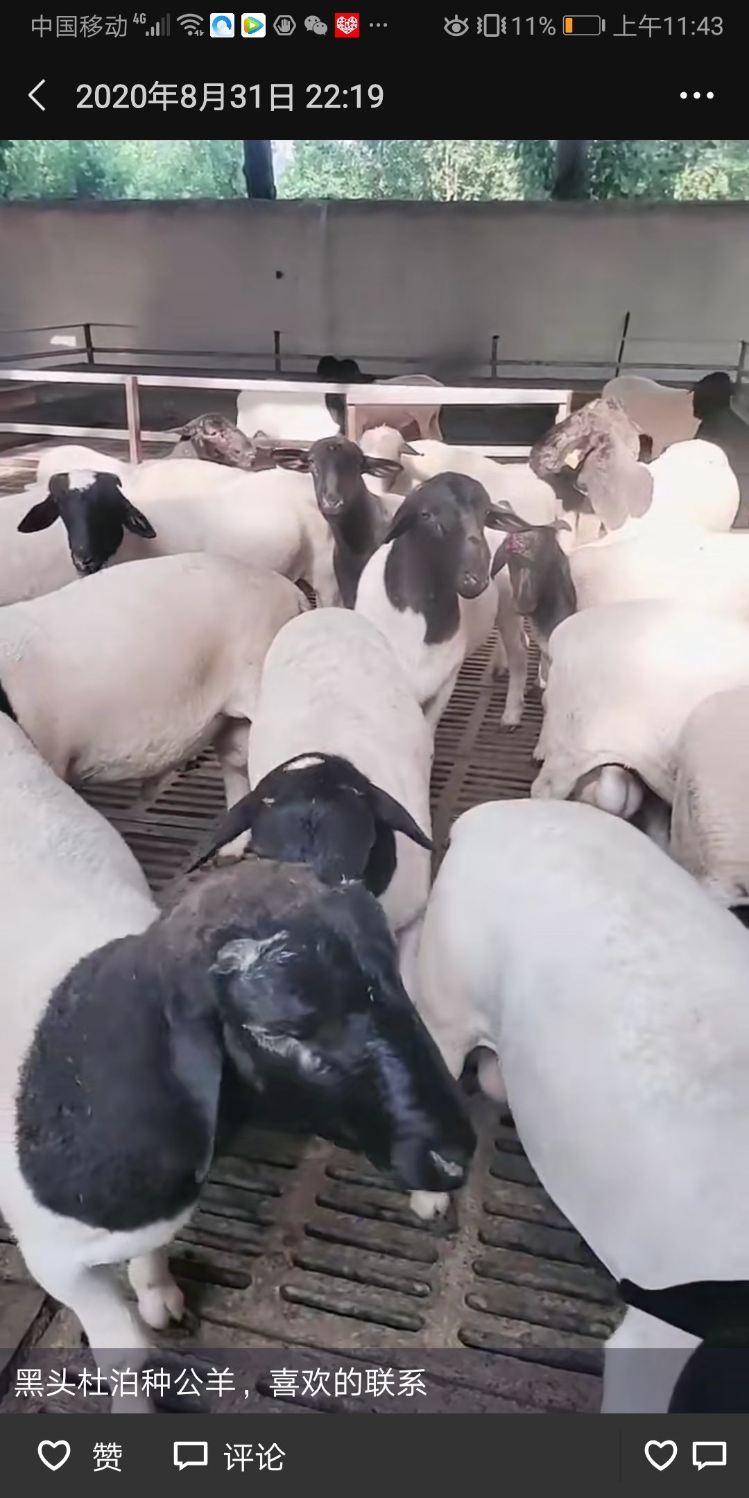 杜泊绵羊 50-80斤 