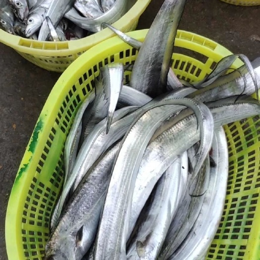 琼海市海南带鱼 南海带鱼，
现捕现发