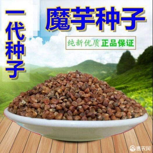 丹凤县魔芋种子  一斤魔芋十斤粮，十亩魔芋一栋房。